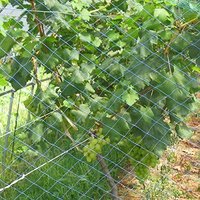 HDPE geëxtrudeerd vogelnet, UV-gestabiliseerd, vierkant gaas, anti-vogelnet voor boomgaard, fruitboom en gewasbescherming