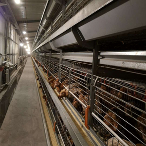 Cage d'élevage de poulets commerciale - Product Image 6