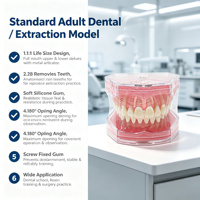 Modelo de Extracción Dental con 28 Dientes Removibles y Encías Suaves M7008 para Entrenamiento de Cirugía Oral, con Certificaciones CE, ISO, ROHS y CNAS