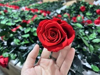 Rose préservée unique faite à la main pour la fête des mères Saint Valentin Graduation Nouvel An Noël Thanksgiving Pâques Prix d'usine