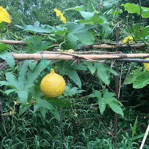 इनडोर/आउटडोर उपयोग मच्छर उड़ान कीड़े गेंद कीट पकड़ने 3D मजबूत पीला चिपचिपा जाल फल फ्लाई कीड़े चिपचिपा गेंद
