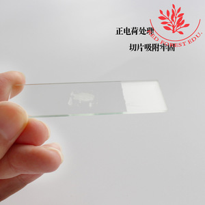Portaobjetos biológicos, investigación científica, immunología, portaprobos de patología, portaprobos de vidrio, experimentos de inmunohistoquímica, patología - Product Image 3