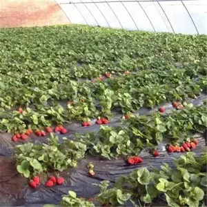 2023 새로운 디자인 고품질 딸기 멀칭 필름 블랙 농업 뿌리 덮개 필름 야외 식물 커버