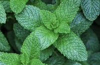 100% pur menthe poivrée concentré saveur de haute qualité de qualité alimentaire extrait de menthe Soluble dans l'eau saveur de menthe extrait de menthe poivrée