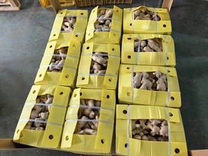 2025 cây trồng mới gừng tươi và không khí khô gừng giá bán buôn từ Trung Quốc - Product Image 4