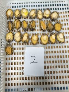 Yeni gelen dondurulmuş Abalone yarım kabuk Abalone et Alalone et - Product Image 2