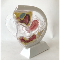 Modèle du système reproducteur féminin, modèle d'utérus transparent, modèle anatomique féminin, équipement éducatif en sciences médicales