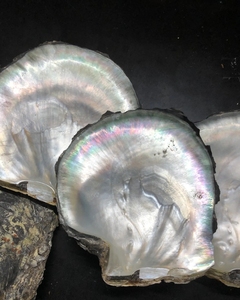 <span class=keywords><strong>Grossiste</strong></span> <span class=keywords><strong>de</strong></span> Wuzhou pierres précieuses brutes <span class=keywords><strong>de</strong></span> forme irrégulière couleur noire vadrouille pierres précieuses naturelles <span class=keywords><strong>perles</strong></span> <span class=keywords><strong>de</strong></span> nacre en vrac <span class=keywords><strong>perles</strong></span> <span class=keywords><strong>de</strong></span> coquillage - Product Image 6