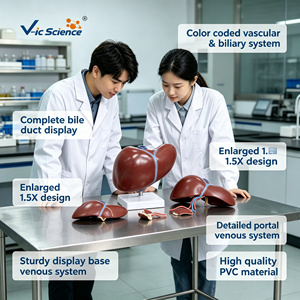 Modelo Anatómico de Hígado Ampliado en PVC con Codificación por Colores de la Vena Portal y Conductos Biliares para Enseñanza Médica, con Certificaciones CE, ISO, ROHS y CNAS - Product Image 1
