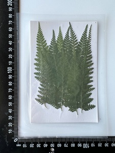 12 pièces/paquet Polypodium Punctatum fougère pressée pour cadre <span class=keywords><strong>livre</strong></span> marque résine bricolage artisanat fabrication de bougies - Product Image 5