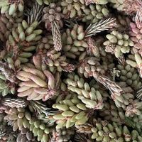 Poudre de pollen de pin certifiée de qualité alimentaire, extrait végétal, multivitamines, polyphénols, extraction par solvant, sac de 1 kg