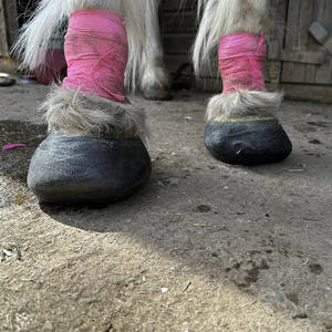 Cinta de Fibra de Vidrio Ortopédica Desechable para Uso Hospitalario y Veterinario, Venda Médica Transpirable de Alta Elasticidad - Product Image 5