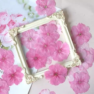 Fiori di ciliegio pressati <span class=keywords><strong>rosa</strong></span>, fiori secchi conservati, campioni floreali per lavoretti fai da te, cornici, custodie per telefoni, decorazioni di bellezza - Product Image 3