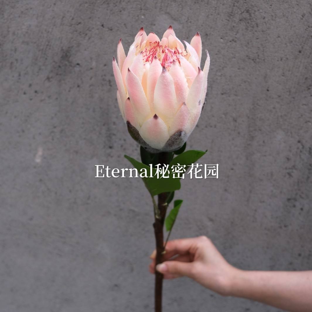 ดอกไม้จักรพรรดิ