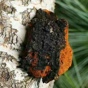 Orgabnic <span class=keywords><strong>bai</strong></span> <span class=keywords><strong>Hua</strong></span> <span class=keywords><strong>rong</strong></span> Chất lượng cao thảo dược khô toàn bộ Chaga Nấm - Product Image 4