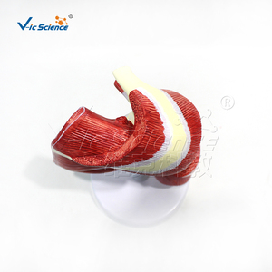 Modelo de Músculos Profundos del Membro Superior con Manguito Rotador para <span class=keywords><strong>Educación</strong></span> Anatómica - Product Image 2