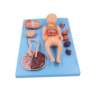 Modell des fetalen Kreislaufs ystems mit 13 viszeralen Teilen-Vollzeit-Demonstration der fetalen Anatomie - Product Image 6