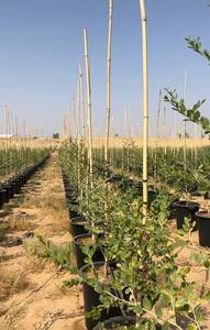 Estacas de Bambú Tratadas y Duraderas, Soporte Agrícola para Plantas, Cañas Naturales para Jardín, Viñedo, Tomateras y Viveros, Precio de Fábrica - Product Image 4