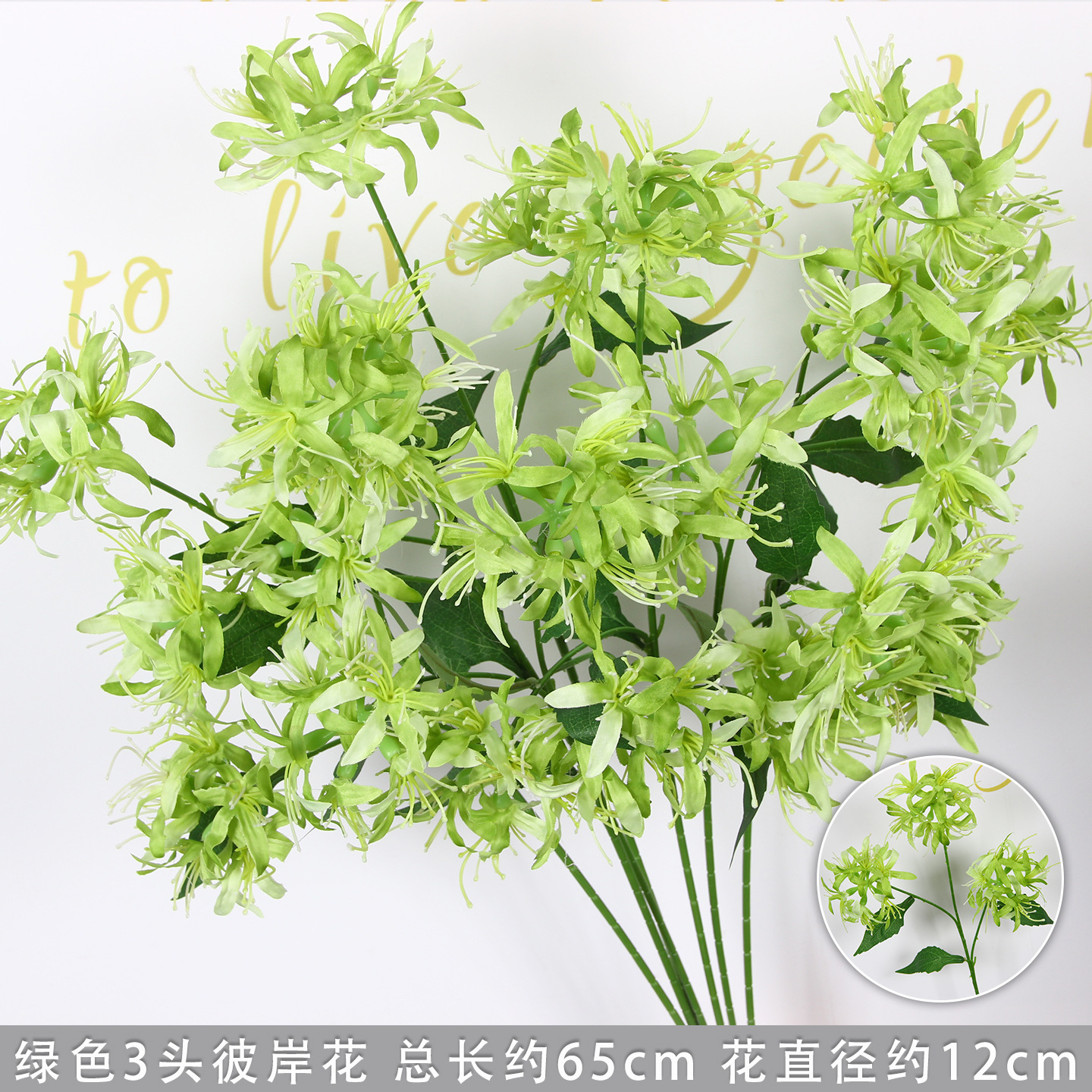 Green three-headed spider lily branch