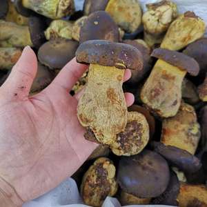 Hongo salvaje <span class=keywords><strong>fresco</strong></span> salvaje de alta calidad Detan Porcini Yunnan Wild <span class=keywords><strong>Boletus</strong></span> con <span class=keywords><strong>precio</strong></span> al por mayor - Product Image 3