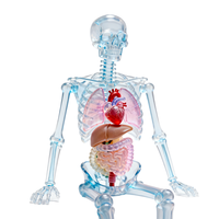Modèles d'organes humains imprimés en 3D en résine de qualité médicale, reproduction 1:1, couleur et taille personnalisées pour le prototypage rapide et la fabrication.