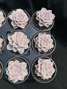 Succulentes Purple Delight Variegées de petite taille (9-10 cm) écologiques pour la décoration de la maison, des hôtels ou comme cadeau - Vente en gros - Product Image 4