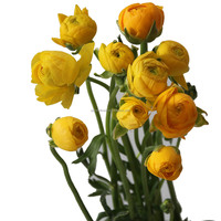 Bunga Ranunculus Kualitas Tinggi Grosir, Ranunculus Real Touch untuk Dekorasi Taman, Rumah, Meja Makan, Pernikahan, dan Acara