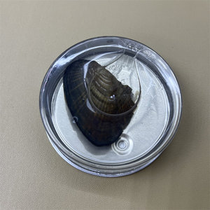 Commercio all'ingrosso di perle di perle di colore misto in scatola - Product Image 3
