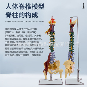 Modèle de colonne vertébrale coloré pour adultes de 80 cm avec muscles, échelle 1:1, colonne vertébrale humaine, cervicale, thoracique, coccyx et bassin - Product Image 1