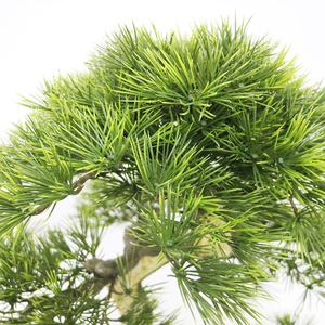 Albero di Pino Cinese Artificiale Personalizzabile da 70cm, Disponibile in Varie Forme e Dimensioni, Pino Artificiale Molto Richiesto - Product Image 5