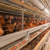 Cage à poules pondeuses de type A à 3 niveaux et 4 portes pour l'élevage avicole – Offre spéciale pour la ferme