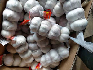 กระเทียมขาวสดออร์แกนิกปอกเปลือก ตราจูฟู เกรดอาหารจีน ขนาด 5.5 ซม. น้ำหนัก 10 กก. แหล่งผลิตเหอหนาน ขายส่ง - Product Image 4