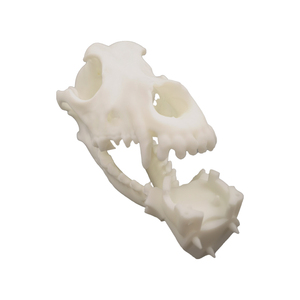 Ornement Crâne d'Animal en Résine, Modèle d'Os Animal Simulé, Imprimé en 3D par Technologie SLA, Couleurs Personnalisées pour l'Enseignement et la Fabrication Mécanique - Product Image 6