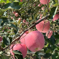 Beste kwaliteit JUFU merk Fuji rode sappige appels Shandong hoge versheid zoete kwaliteit 1 nieuwste oogst koude opslag geëxporteerd gecertificeerd