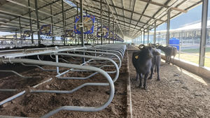 Cama Individual para Gado em Conformidade com a Normativa Europeia de Bem-Estar Animal, Cama Individual de Alta Densidade para Gado Leiteiro para Grandes Fazendas - Product Image 5