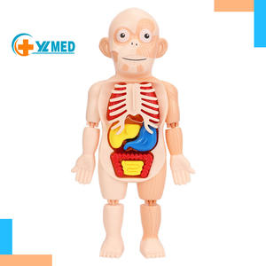 Puzzle 3D <span class=keywords><strong>jeu</strong></span> éducatif enseignement anatomie muscles amovibles organes os jeux jouets éducatifs pour garçons filles - Product Image 1