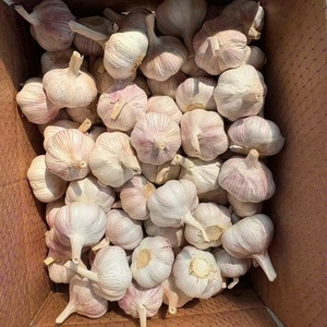 กระเทียมสด ขนาด 5.0-5.5 ซม. ผัก 10 กก. บรรจุกล่อง ราคาส่งออก - Product Image 4