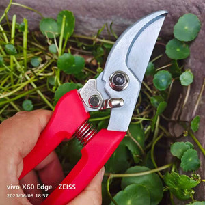 Sécateur de jardin Taiwan Jiuyilang 130 avec lame en acier et poignée antidérapante pour l'élagage des arbres et des fruits - Product Image 1