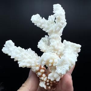 Coral Blanco Natural en Bruto, Cristalino, para Regalo, Decoración Feng Shui, Venta al Por Mayor - Product Image 2