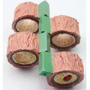 Высококачественная медицинская модель анатомии для развития органов и сосудов со склеротическими функциями для обучения медсестер - Product Image 2