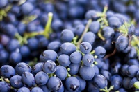 Seizoensgebonden fruit, verse hele dozen met verse druiven en ander fruit, groene en rode druiven, groothandelsvoorraad