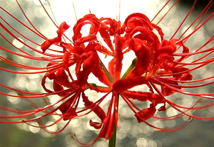 MT Health Factory Supply Mejor precio Muestra gratis Extracto de <span class=keywords><strong>Lycoris</strong></span> Radiata de alta calidad - Product Image 2