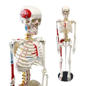 Modèle de squelette humain de 85 cm FRT009 en PVC, avec points d'origine et d'insertion musculaire verticaux, spécimen médical - Product Image 5