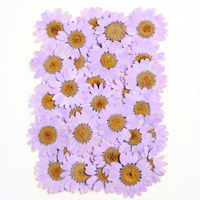 Fleurs de marguerite blanches pressées, spécimens végétaux naturels pour les projets DIY des enfants et les cadeaux de festival, fleurs séchées pressées pour la résine