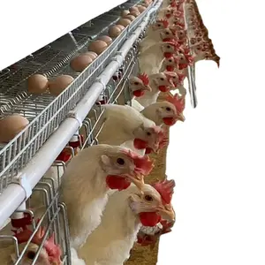 Équipement de poulailler un type cage à poulet ferme de poulet cage d'élevage domestique en cascade de type échelle nettoyage automatique du fumier