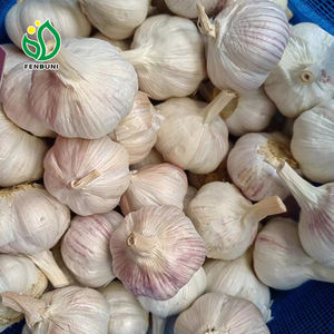 Embalaje <span class=keywords><strong>de</strong></span> ajo Premium en bolsa <span class=keywords><strong>de</strong></span> malla <span class=keywords><strong>de</strong></span> color púrpura, 3P/5P/6P por bolsa, 10KG/CARTON, Exportación <span class=keywords><strong>Colombia</strong></span>, Chile - Product Image 4