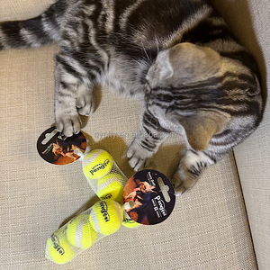 उच्च गुणवत्ता के पर्यावरण के अनुकूल कुत्ते खिलौना स्क्वीकी टेनिस बॉल चव खिलौना नवीनता रबर डिजाइन खेलने के लिए बैग में पैक किया गया - Product Image 2