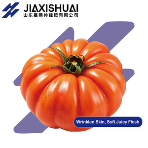 <span class=keywords><strong>Tomate</strong></span> moche, authentique ancienne variété à chair sableuse, mûrie naturellement en extérieur, idéale pour la consommation en cru - Product Image 1