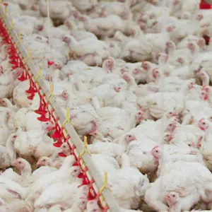 Equipo de granja avícola a la venta en Sri lanka
