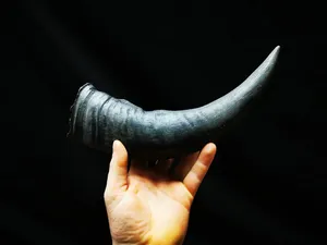 Paire de cornes de buffle naturelles authentiques pour montage mural rustique et décoration de la maison paire de cornes longues polies à la main à bas prix - Product Image 6